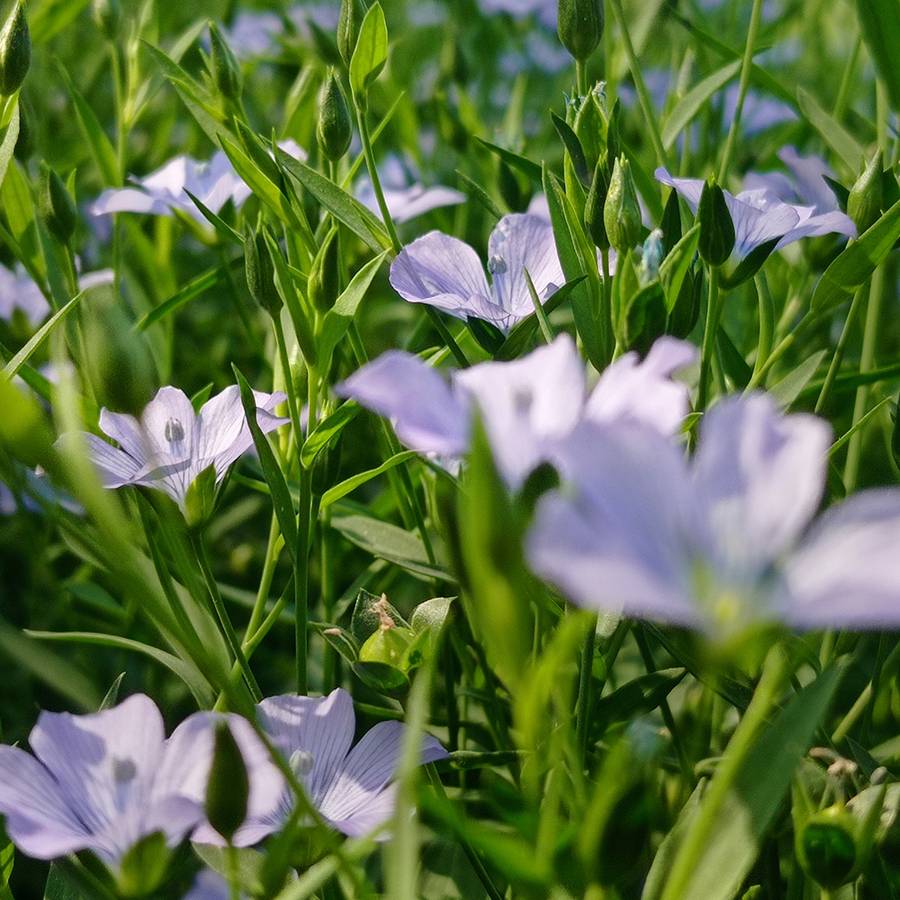 kapas french linen bedding french flax plant